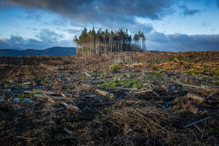 Burned forest