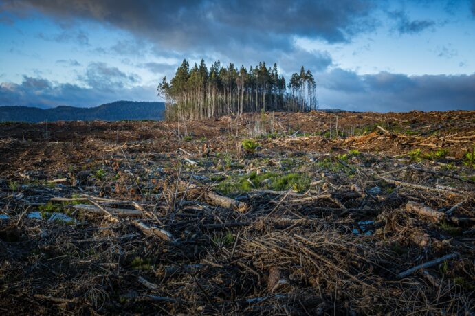 Burned forest