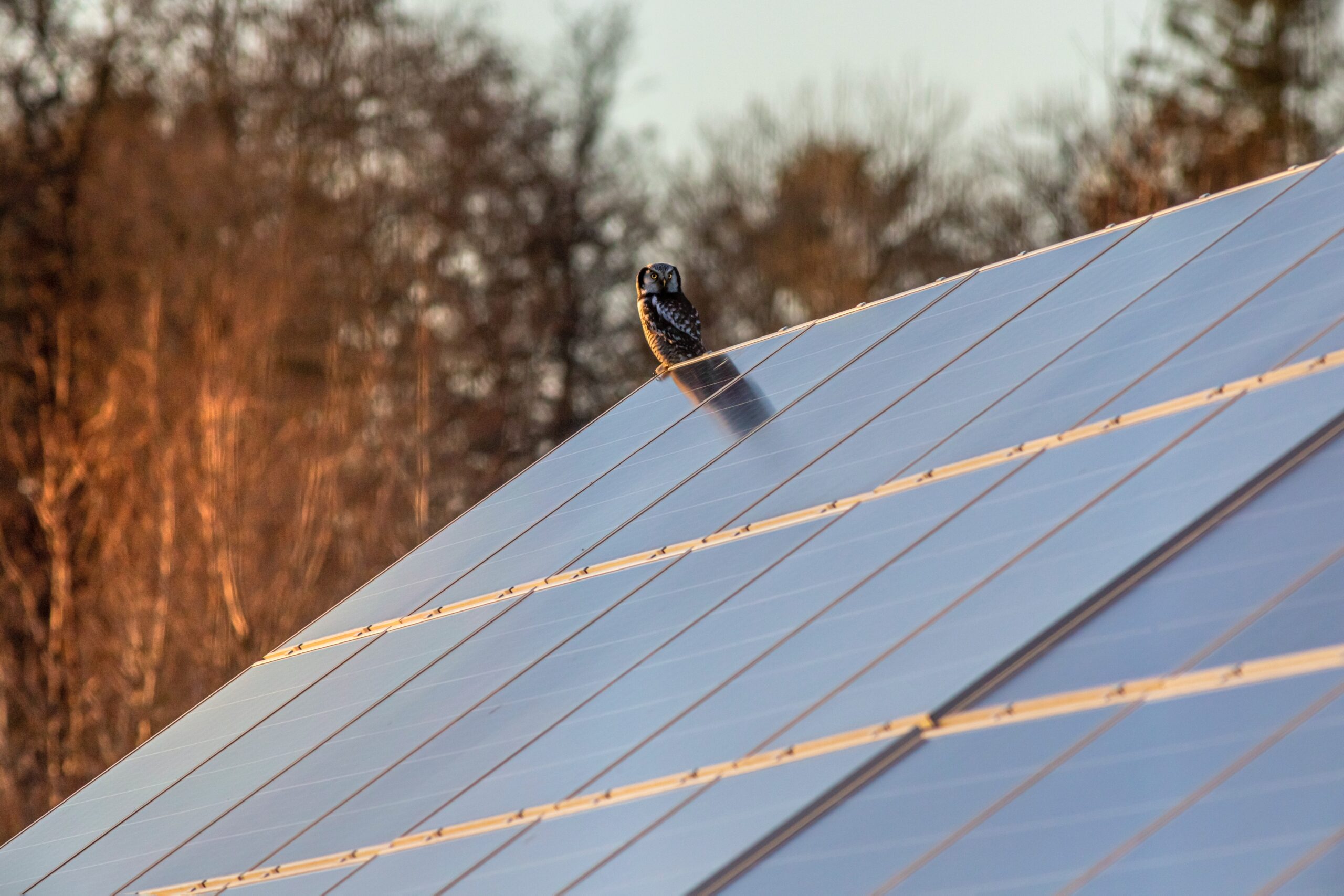 Owl standing on a solar panel