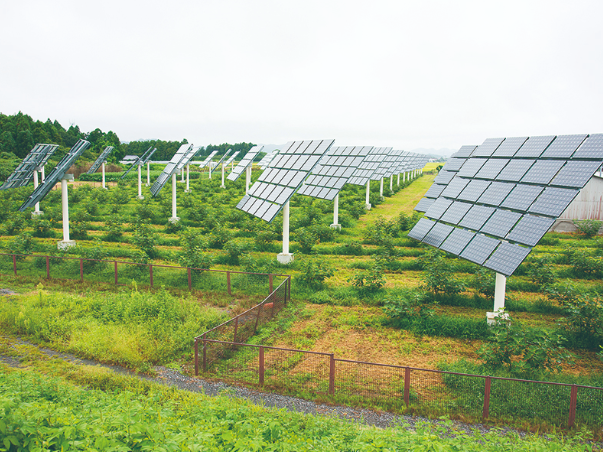 Agrivoltaics: Sustainable Farming With Solar Energy img - 12