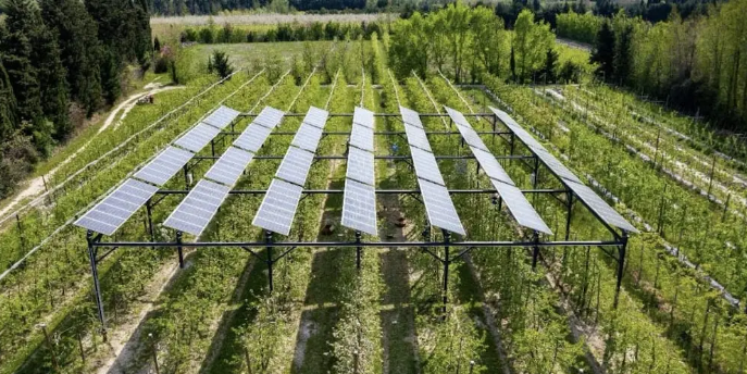 Agrivoltaics: Sustainable Farming With Solar Energy img - 11