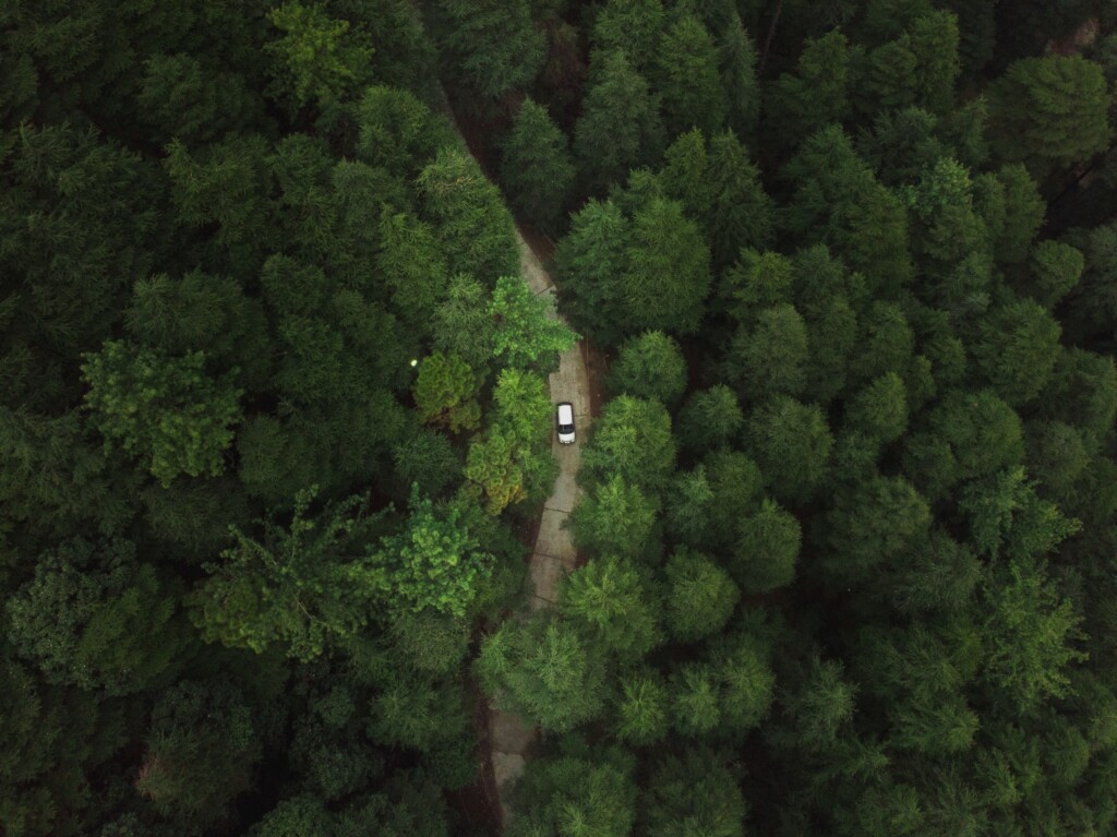 An aerial shot of a car riding through a road in the forest with tall green dense trees
