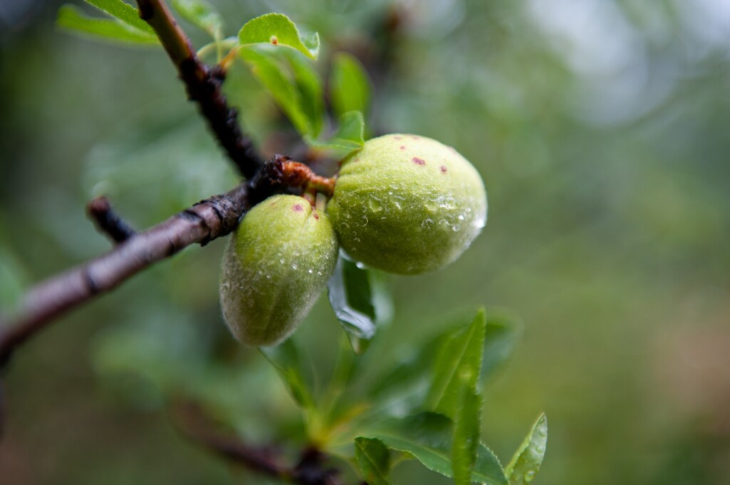 Almond Plant
