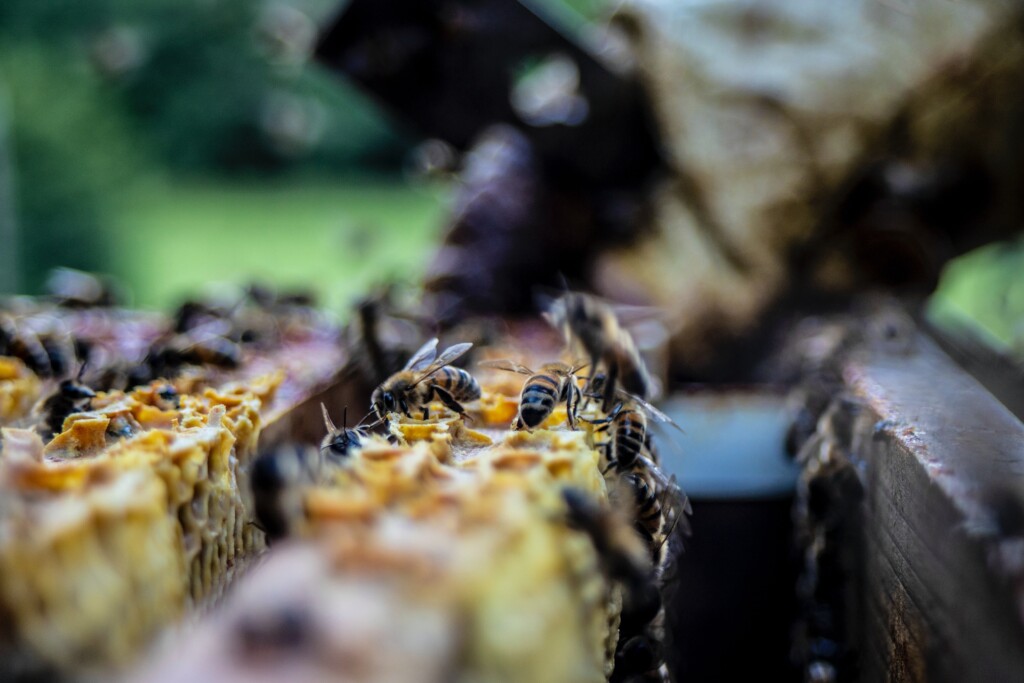 Hive of bees, representing a biodiversity picture