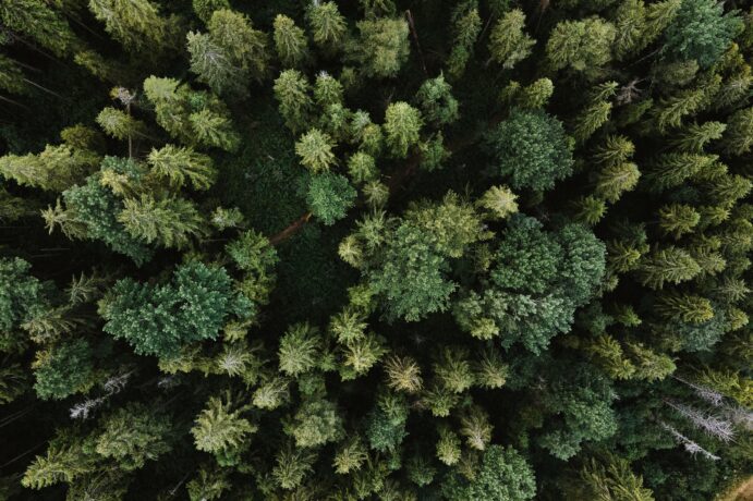 Why Tree Planting Alone Is Not Enough for Carbon Offsetting img - 1