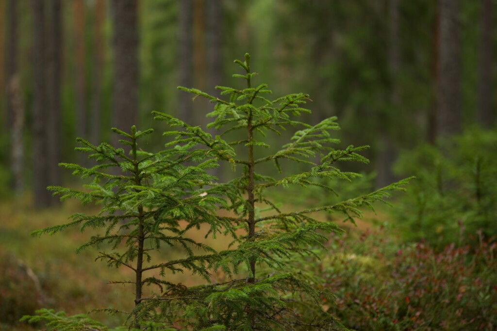 Why Tree Planting Alone Is Not Enough for Carbon Offsetting img - 2