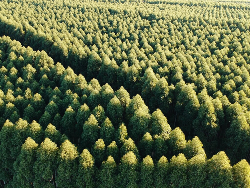 Why Tree Planting Alone Is Not Enough for Carbon Offsetting img - 3