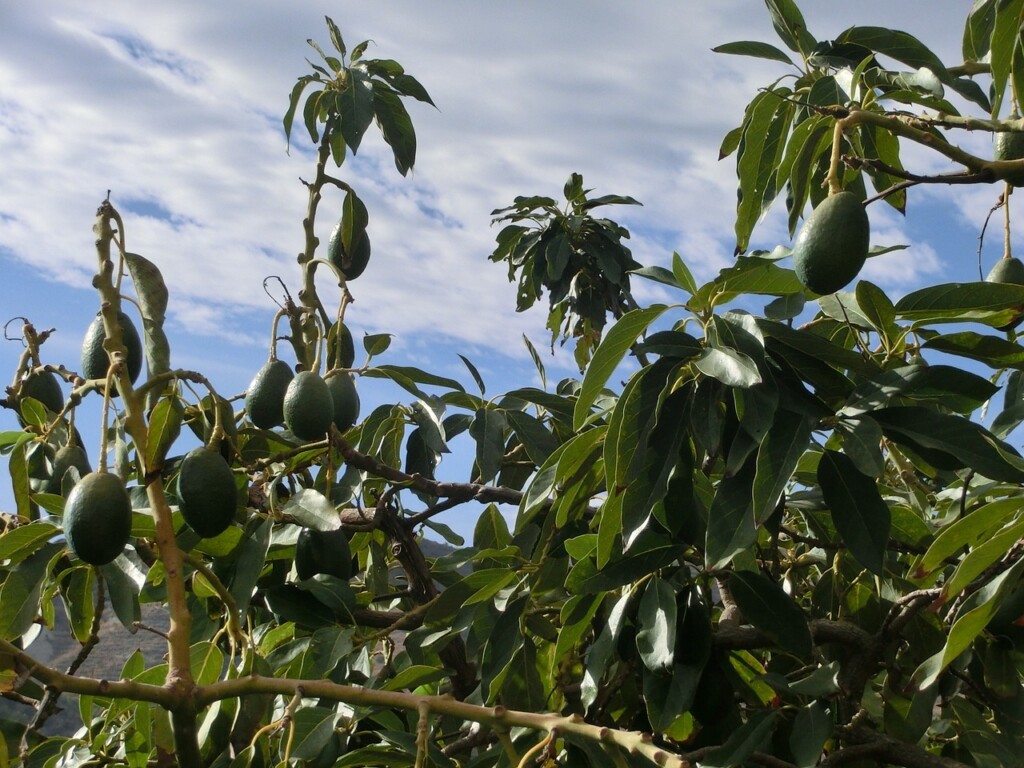 The Bitter-Sweet Truth About Avocado Production img - 5