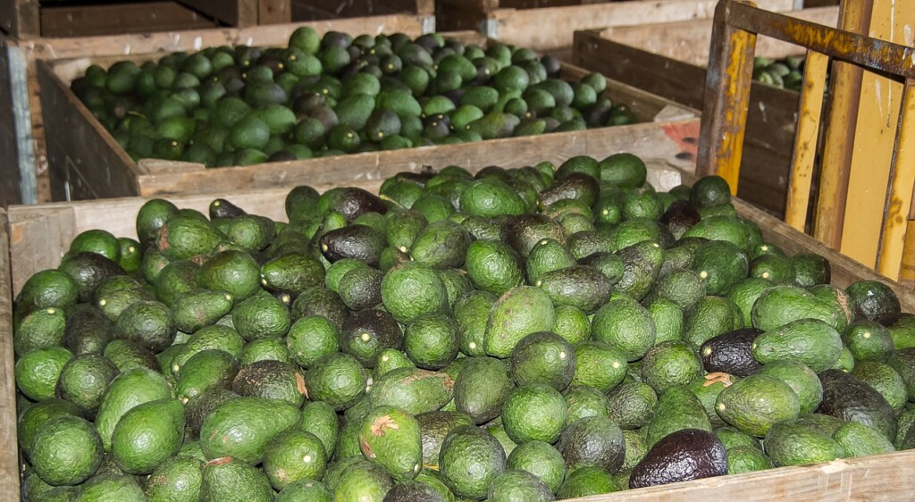 The Bitter-Sweet Truth About Avocado Production img - 4