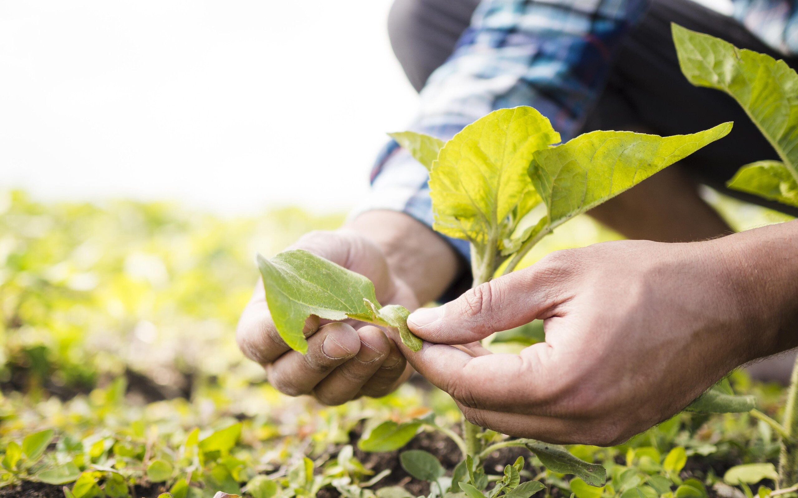 sustainable agriculture