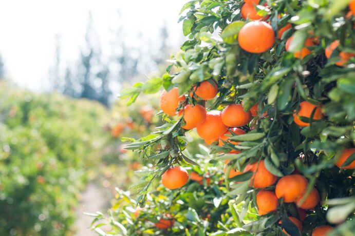 The Importance of Local and Seasonal Eating for the Planet img - 1