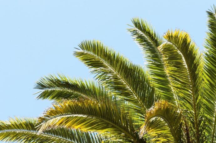 Palm Oil and Planet Earth: A Sustainability Question img - 1