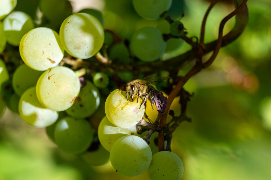 10 Facts on Sustainable Agriculture and Its Importance for Future Food Security img - 4