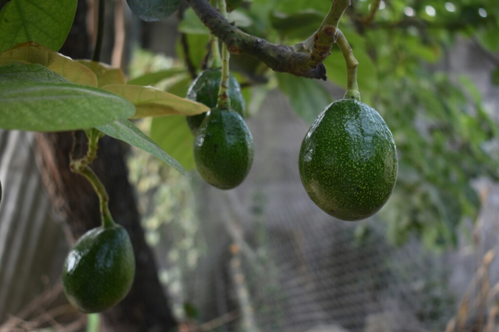 The Bitter-Sweet Truth About Avocado Production img - 3