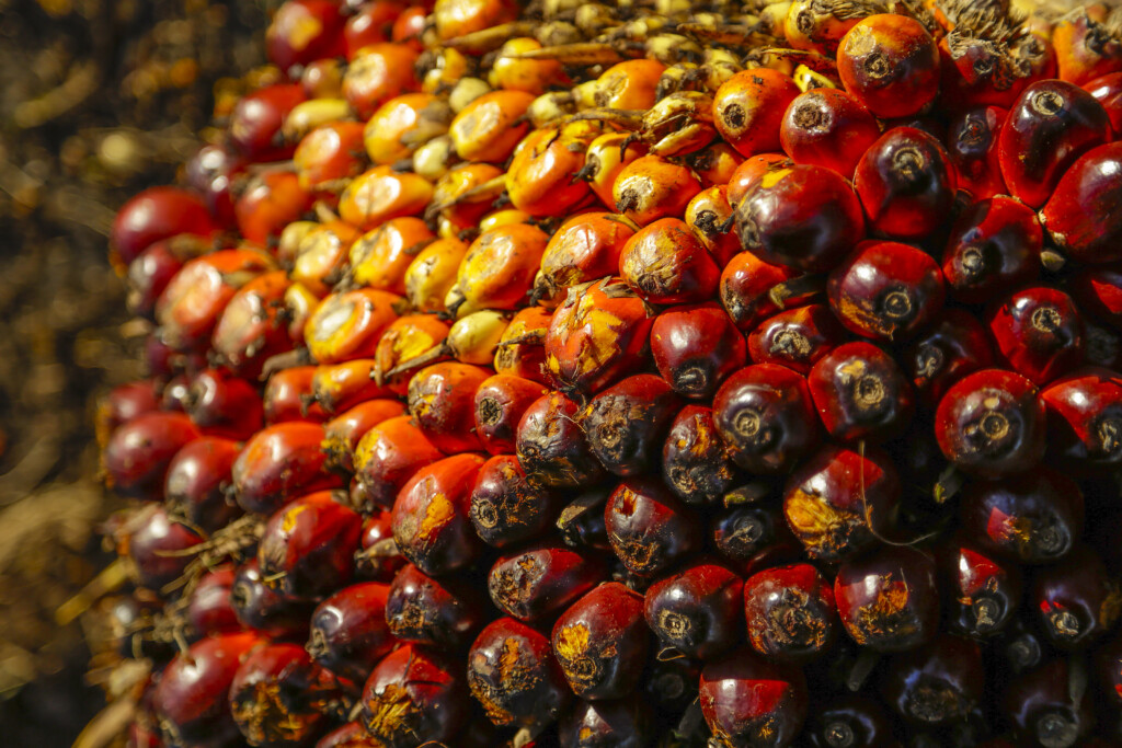 palm oil