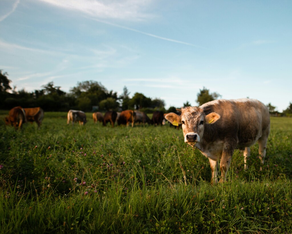 Climatarianism: How Sustainable Dietary Choices Can Help Save the Planet img - 4